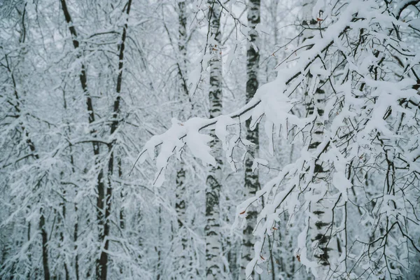 Abstract landscape of black branches covered with fresh snow