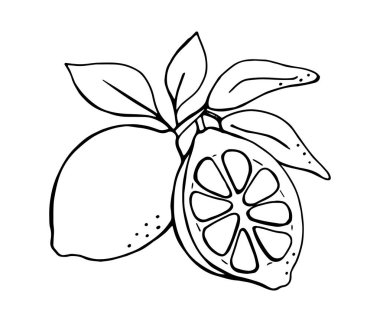 Elle çizilmiş limon dalı ve dilimlenmiş basit siyah çizim çizimi renklendirme sayfaları ve stok kullanımı için beyaz üzerine izole edilmiş.