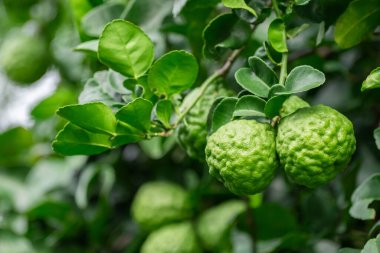Bergamot, daldan sarkan taze yeşil bergamot meyvesi. Bergamot ağacı bahçesi ve sağlıklı gıda konsepti, bir grup bergamot, Bergamot şifalı bitkiler.