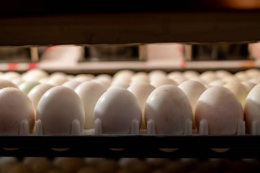 Ördek yumurtalarını kuluçka makinesine koy, kuluçka işlemi için tepsilerde düzgün sırala. Kümes hayvanları, kuluçka teknolojisi, tarım ve gıda üretim endüstrisi kavramı.