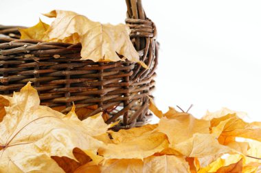 Renkli akçaağaç yaprakları üzerinde toplanmış sonbahar yapraklarıyla dolu bir sepet. Sonbaharın kırmızı turuncu sarı altın renkleri. Doğal sonbahar arka planı