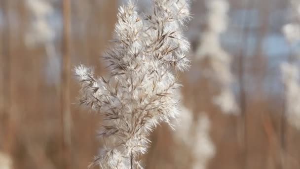 Fluffy Reed Swaying Wind Yellow Background Reeds Unfocused Close White — Stock Video