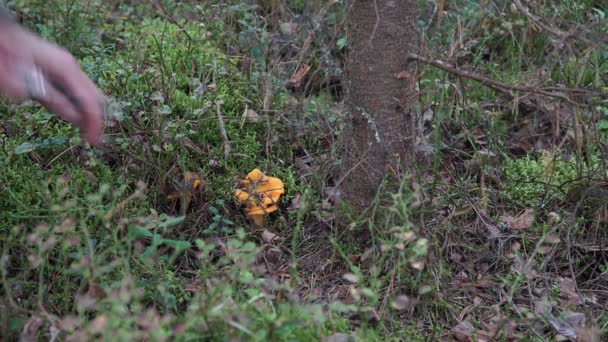Vágás Sárga rókagomba gomba a erdő kést az erdő — Stock videók