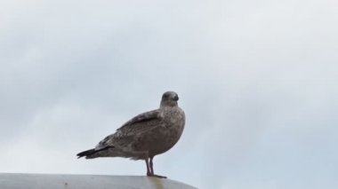 Gri bir martı beyaz bir direğe oturur ve yukarı uçar. Kuş etrafına bakıyor. Bir kuşun yakın çekimi. Gemi sallanıyor. Arkasında soğuk mavi gökyüzü