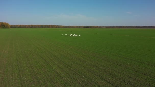 Белые лебеди взлетают с зеленого поля. На заднем плане за полем вдали осенний лес — стоковое видео