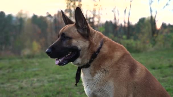 The dog looks into the distance and into the camera. German shepherd close-up. Dog in nature. Green grass, yellow bushes, trees in the background — Stock Video
