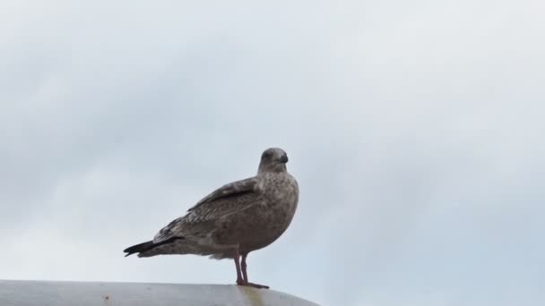 Egy szürke sirály ül egy fehér árbocon és felrepül. A madár körülnéz. Közelkép egy madárról. A hajó rázkódik. Hideg kék ég mögöttünk — Stock videók
