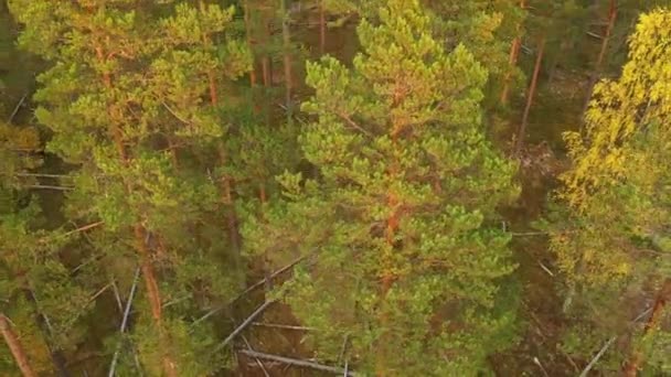 Kamera se zvedá nad stromy v lese. mnoho spadlých stromů leží na zemi. Borový les. podzim v lese, žlutá tráva — Stock video