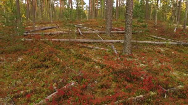 Червона чорниця і кущі лінгвонберрі в осінньому лісі. Дерева лежать на землі. Багато опалих дерев після урагану. Прекрасний осінній ліс — стокове відео
