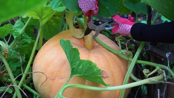 정원에 있는 호박은 가위로 베어 냅니다. 호박을 베어 버린 빨간 장갑을 손에 끼고. 호박을 자르는데 어려움이 있는 정원의 가지치기 — 비디오