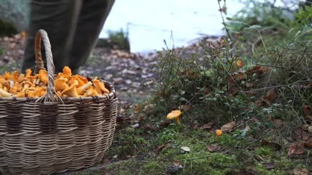 El recolector de hongos recoge hongos amarillos y los pone en la canasta. Cesta llena de champiñones. Los hongos crecen cerca del lago. Forestal en ropa verde corta setas con un cuchillo — Vídeos de Stock