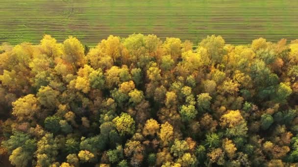 Volando sobre un campo y un bosque en otoño. Árboles amarillos iluminados por el sol. Vista aérea de arriba hacia abajo. Bosque mixto en otoño. Árboles amarillos en el borde del bosque, en la frontera con el campo — Vídeo de stock