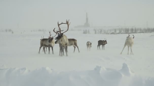 Hirsche mit Geweihen grasen im Schneesturm. Heftiger Schneesturm, Bohrinsel im Hintergrund. Eine kleine Herde Hirsche weidet in der Tundra in der Nähe der Bohrinseln. — Stockvideo