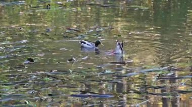 Ördekler kafalarını suya sokarlar. Bacakları ve kuyruğu sudan çıkmış. Deniz yosunu göleti. Ördekler su altında yer. İki ördek sırayla suyun altına dalıyor.
