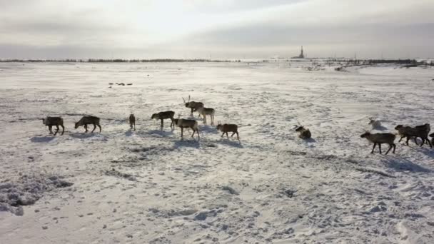 Hirsche weiden im Schnee. Bohrplattform im Hintergrund. Tundra. Rehe suchen nach Yagel. Eine Herde Hirsche läuft langsam — Stockvideo