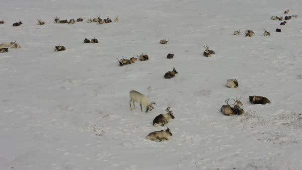 Los ciervos pastan en la nieve. Un ciervo blanco golpea a otro ciervo con sus cuernos. Los ciervos están buscando yagel.. — Vídeos de Stock