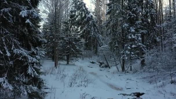Wald im Winter. Entlang des zugefrorenen Flusses zum schiefen Baum. Kiefern und Tannen im Schnee — Stockvideo