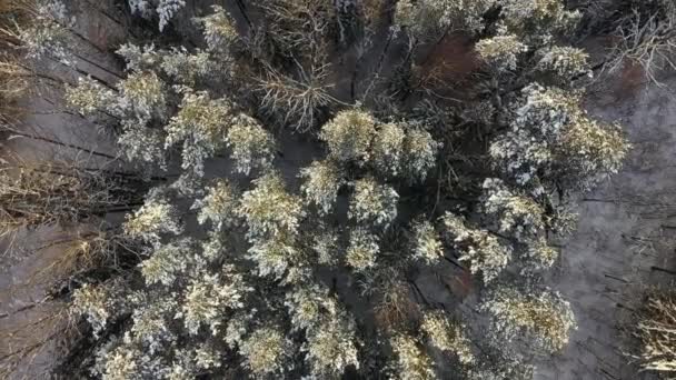 Bos in de sneeuw. Bovenaanzicht. Zicht vanuit de helikopter. De toppen van de bomen in de sneeuw na een zware sneeuwstorm. — Stockvideo