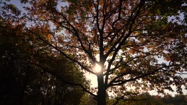 背景光の中で大きな枝を持つ木。オークの赤い葉。オークの木の枝の間の太陽の線。シルエットの木の枝 — ストック動画