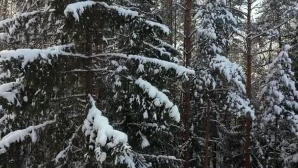 Ramos de abetos na neve. Close-up. Ao longo das árvores. Floresta na neve. Vista aérea. — Vídeo de Stock