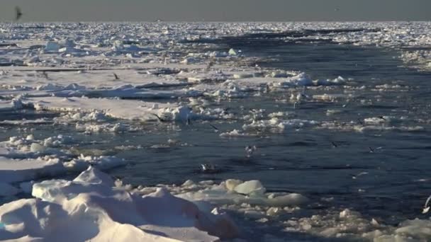 Gli uccelli volano e pescano tra i ghiacci. Artico. Il ghiaccio si getta in mare. Si scioglie il ghiaccio. I gabbiani si tuffano per pescare in acqua. Pezzi di ghiaccio galleggiante — Video Stock