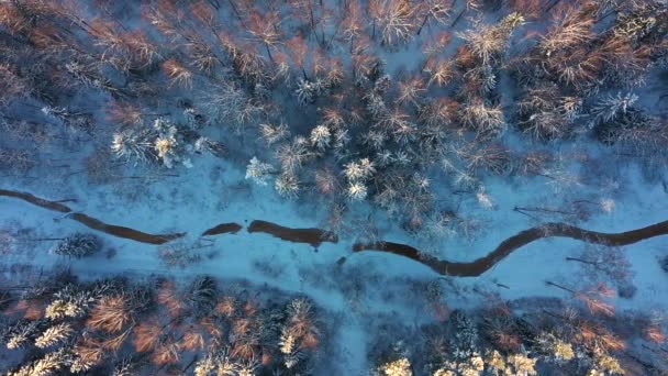 Blick von oben auf den Fluss und Bäume im Schnee. Die Wipfel der Bäume im Schnee, von der Sonne erleuchtet. Luftaufnahme. — Stockvideo