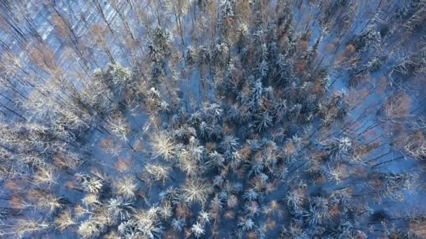 Kardaki orman. Hava görüntüsü. Yukarıdan aşağıya. Mavi kar. Ağaçların taçları güneş tarafından aydınlatılır.. — Stok video