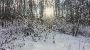 Bushes in snow. Forest. Sun in background light. Forest after a snowstorm. Winter fairy tale.