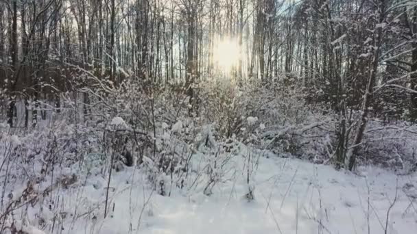 Bushes in snow. Forest. Sun in background light. Forest after a snowstorm. Winter fairy tale. — Wideo stockowe