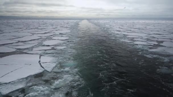 The trail of the ship in the ice. Chunks of ice. The Arctic. Back view. Ice around clear water — Stockvideo