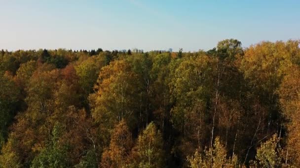 Tall houses beyond forest. New buildings behind a large park. Aerial view. The city on the horizon. Golden autumn. New buildings behind treetops. — Stok video