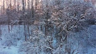 A beautiful tree in the snow. Lilac sky and trees. Winter. Forest in the snow. Sunset. The sun shines on the trees. Pink light.