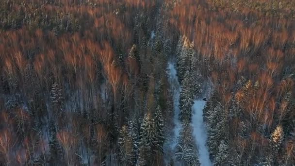 Czerwony las zimą. Widok z lotu ptaka. Słońce świeci na drzewa. Świerki i brzozy. — Wideo stockowe