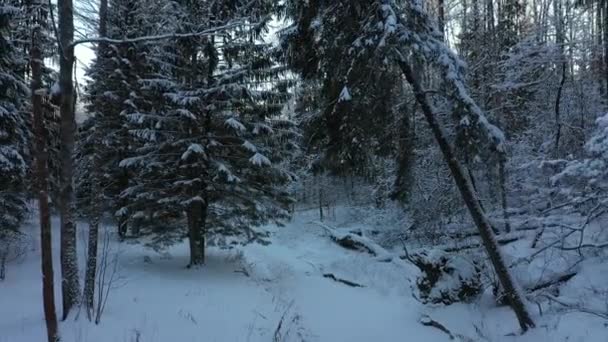 Ліс. Зима. Уздовж замерзлої річки від схилу дерева. Сосни і ялиці в снігу — стокове відео