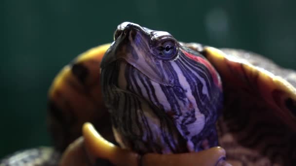 Turtle head. Close-up. He breathes, turns his eye. turtle turns his head. Lilac — Stock Video