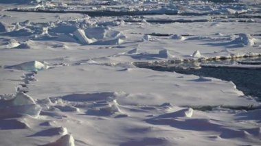 Suda büyük buz kütleleri. Suda eriyen mavi buz. Martılar uçar ve balık tutar. Kuzey Kutbu 'nda kutup günü. Buz çatlakları