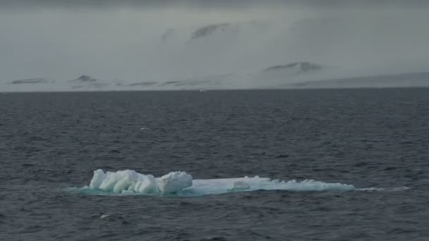 El hielo azul flota. pequeño trozo de hielo azul en el agua. Clima nublado del norte. Agua oscura. Montaña en la nieve en el fondo — Vídeo de stock