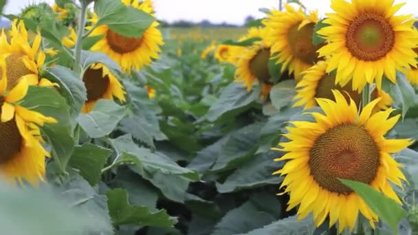 A row of blooming sunflowers swaying from the wind in a field at sunset. — Stockvideo