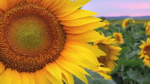 Slunečnicové pole při západu slunce, Naklonit fotoaparát, Úžasný krásný backgound — Stock video