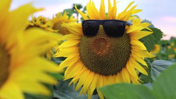 Een zonnebloem bloem in zonnebril kabbelend van de wind — Stockvideo