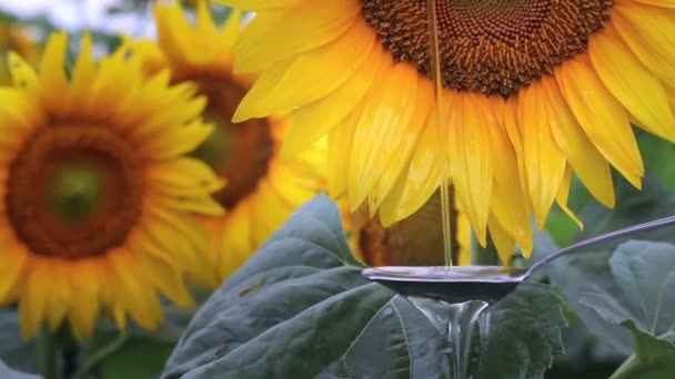 Rörelse Att Hälla Solrosolja Vätska Skeden Över Mot Bakgrund Gul — Stockvideo