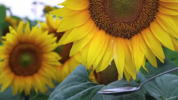 Beweging van druppelende zonnebloemolie vloeistof in lepel — Stockvideo