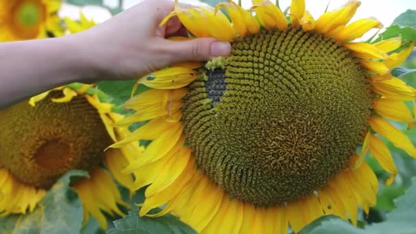 Descascando um girassol maduro. Close-up. Girassóis amarelos em um campo de verão — Vídeo de Stock