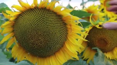 Olgun bir ayçiçeğini soyuyordum. Yakın plan. Yaz tarlasında sarı ayçiçekleri