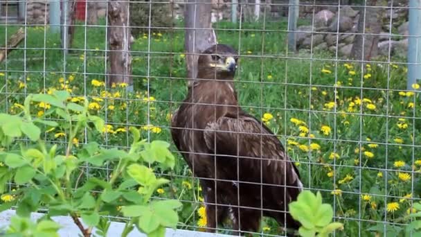 Il falco sta nella gabbia degli uccelli e guarda. — Video Stock