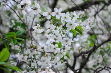kiraz çiçekleri bahar