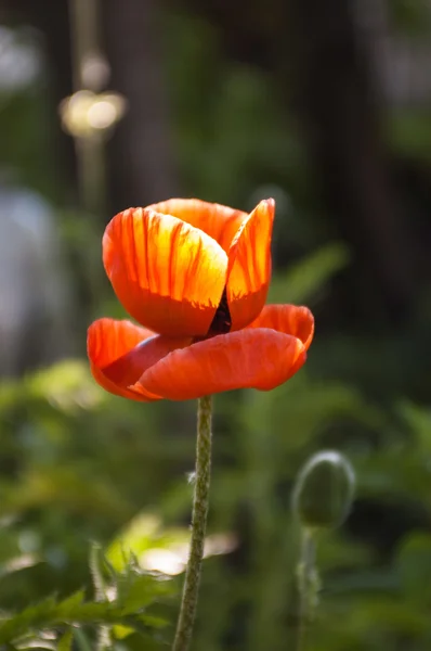 Röd vallmoblomma. — Stockfoto