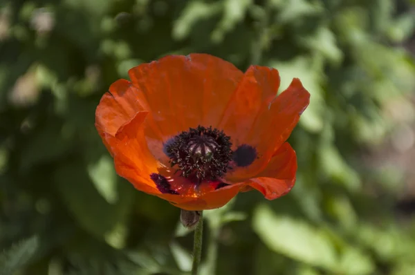 Röd vallmoblomma. — Stockfoto