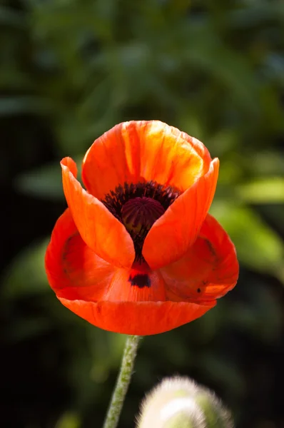 Röd vallmoblomma. — Stockfoto