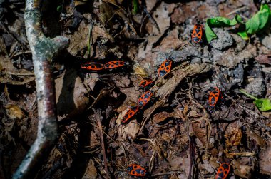 Fotoğraf hata-askerler üzerinde bir sonbahar yaprakları. 